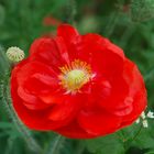 roter Mohn_2