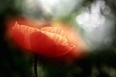 Roter Mohn_3