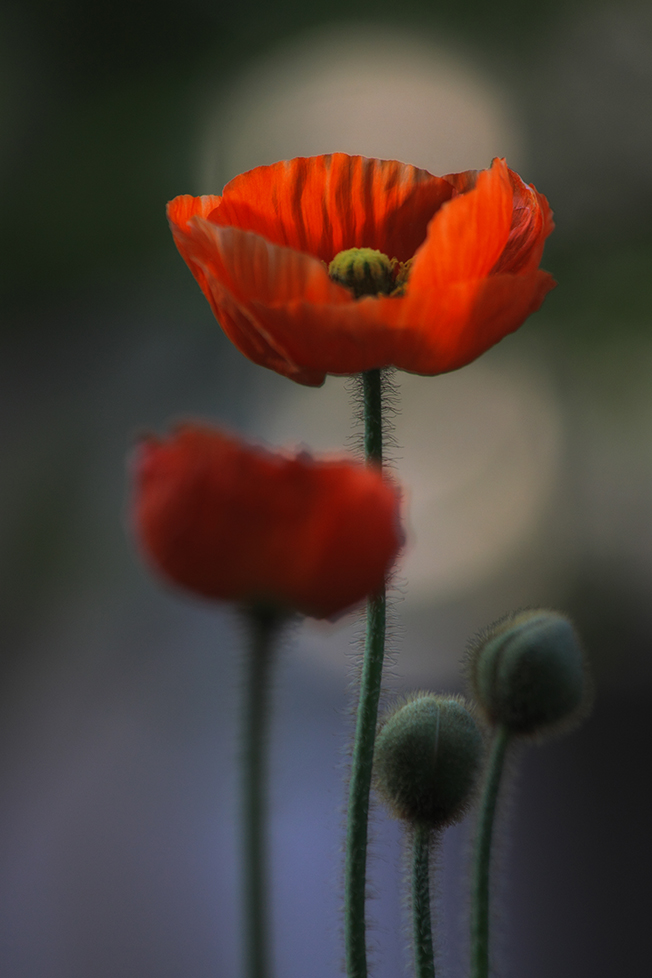 Roter Mohn_4