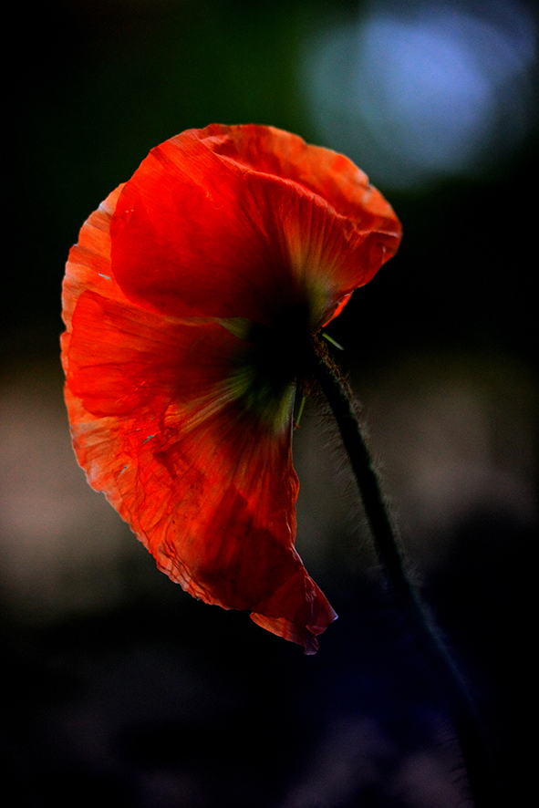 Roter Mohn_5