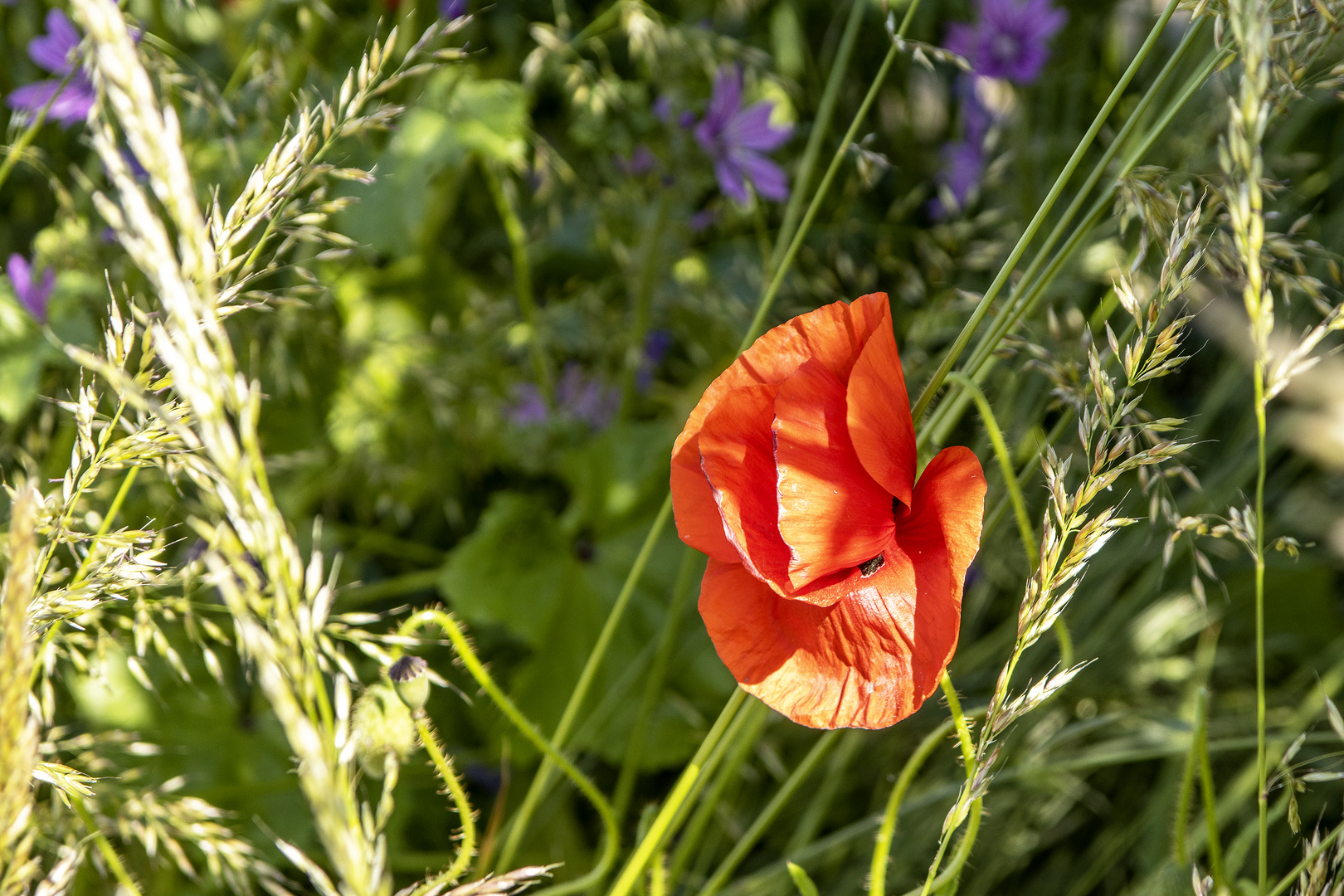 Roter Mohn_MG_3793b