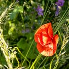 Roter Mohn_MG_3793b