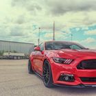 Roter-Mustang