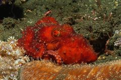 Roter Nacht-Oktopus