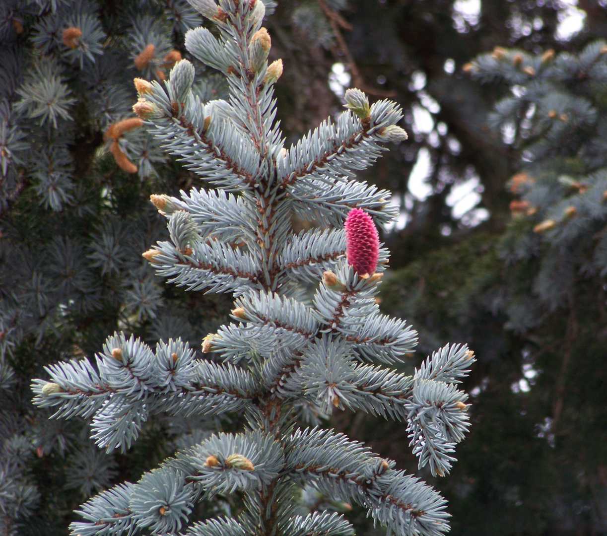 Roter Nachwuchs auf der Tanne