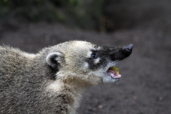 Roter Nasenbär