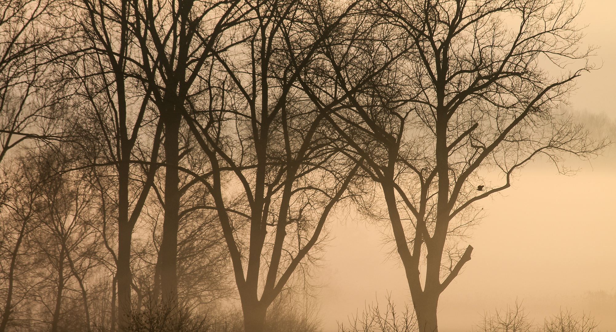 Roter Nebel