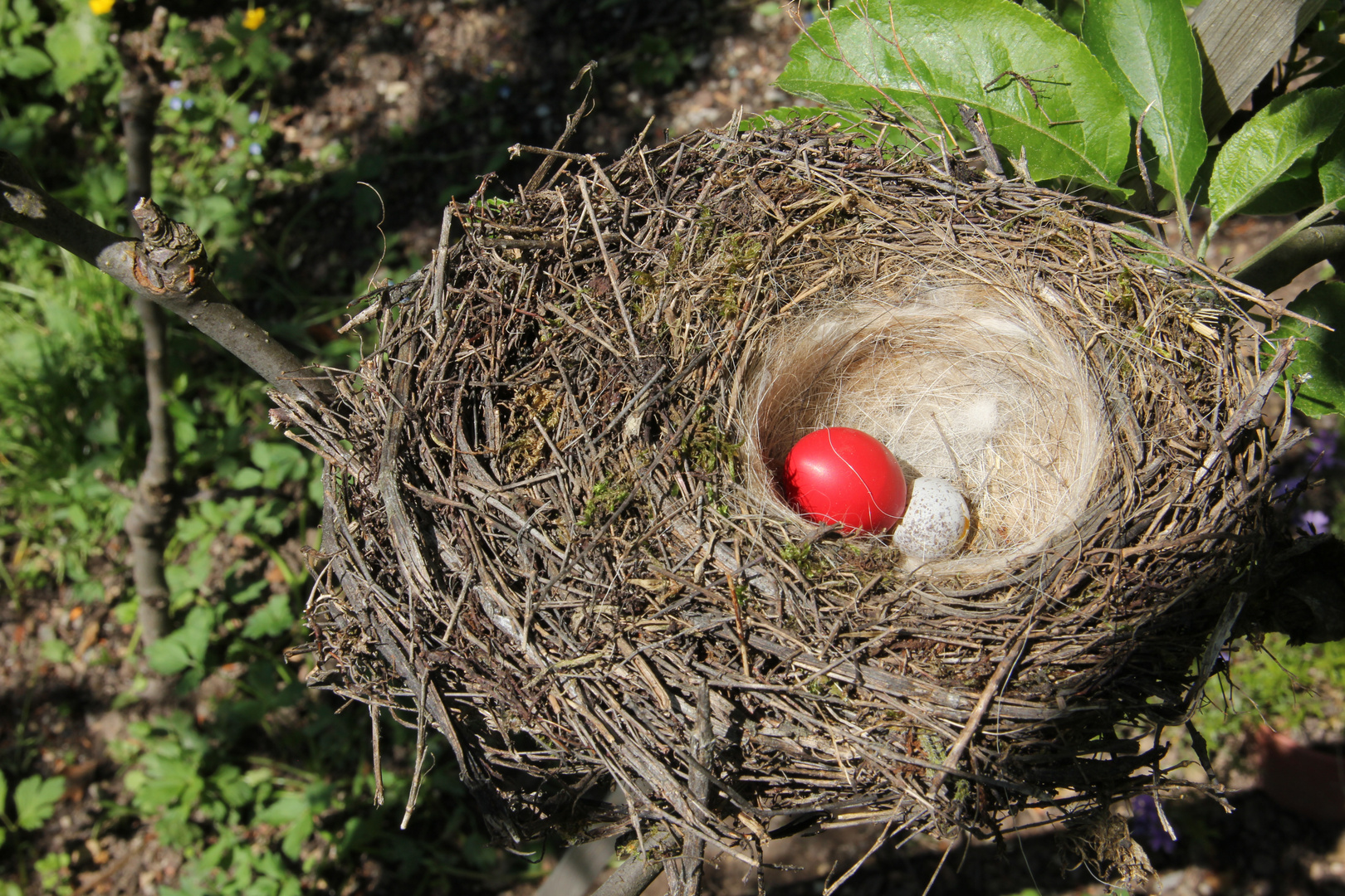 Roter Nest Ballon