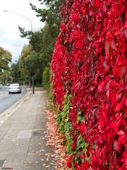 Roter Oktober