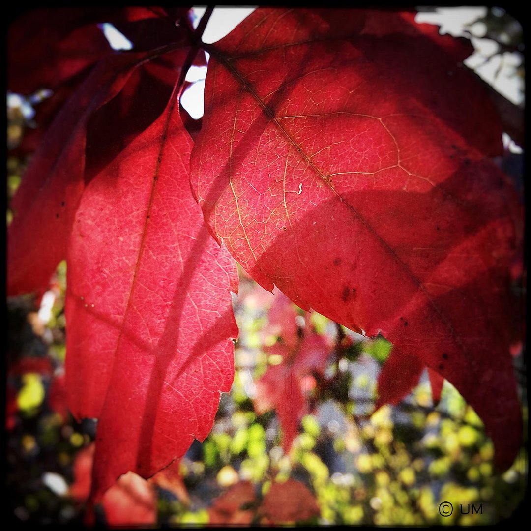 roter Oktober