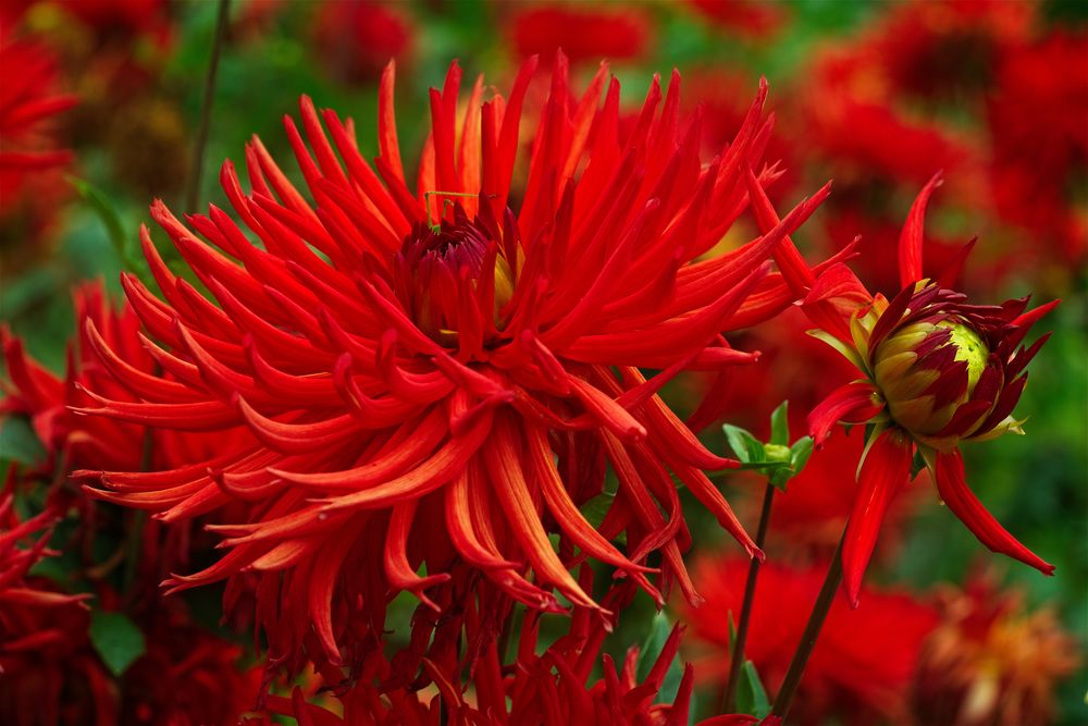 roter Oktober Foto & Bild | rot, oktober, natur Bilder auf fotocommunity