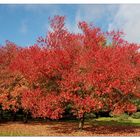 Roter Oktober...