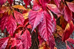 Roter Oktober