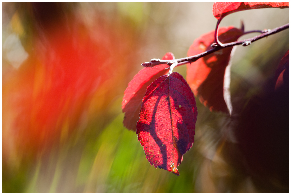 Roter Oktober