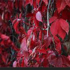 roter Oktober...