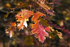 Roter Oktober