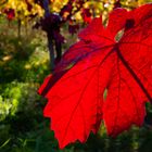 Roter Oktober