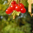 Roter Oktober auf dem Nordfriedhof in Bonn