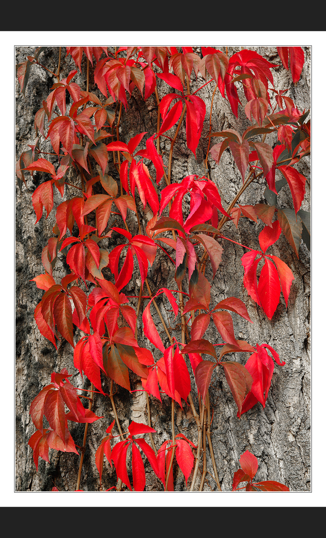 Roter Oktober