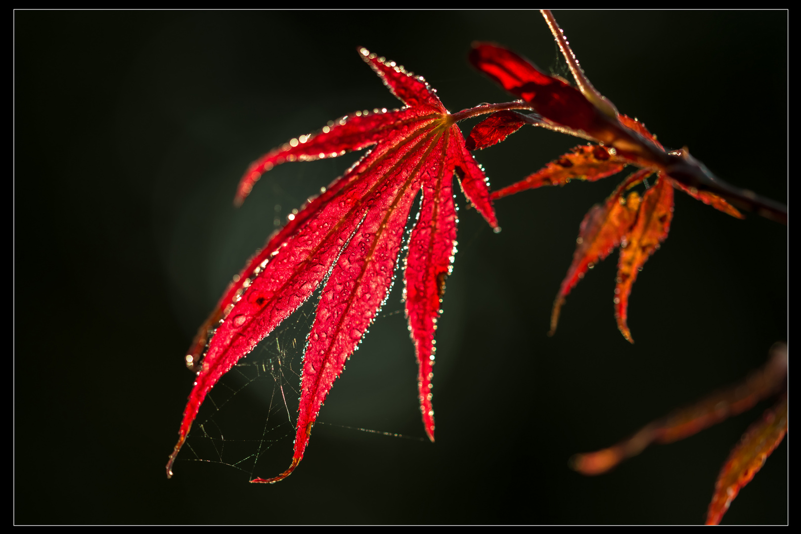 Roter Oktober