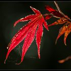 Roter Oktober