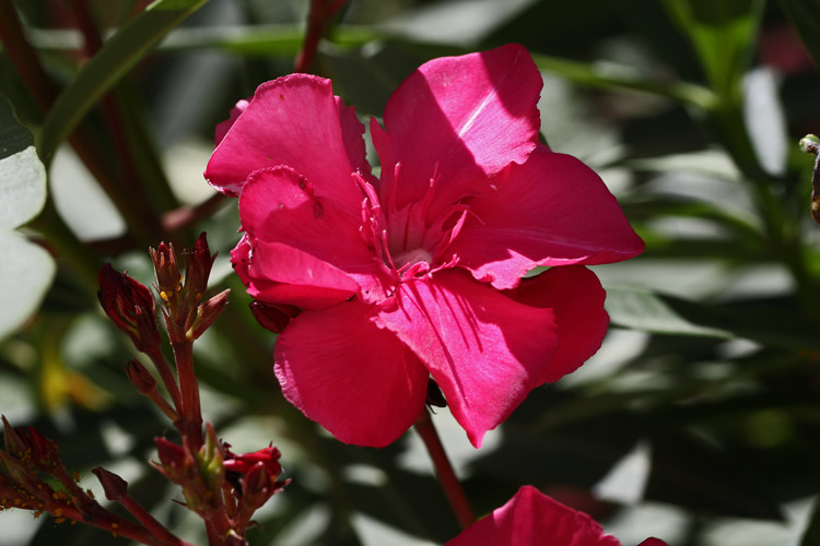 Roter Oleander