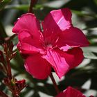 Roter Oleander