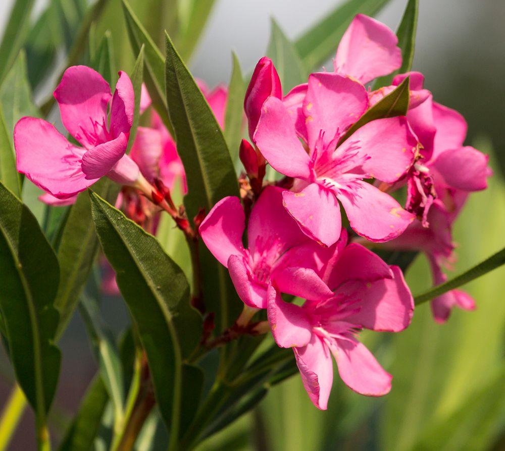 roter Oleander