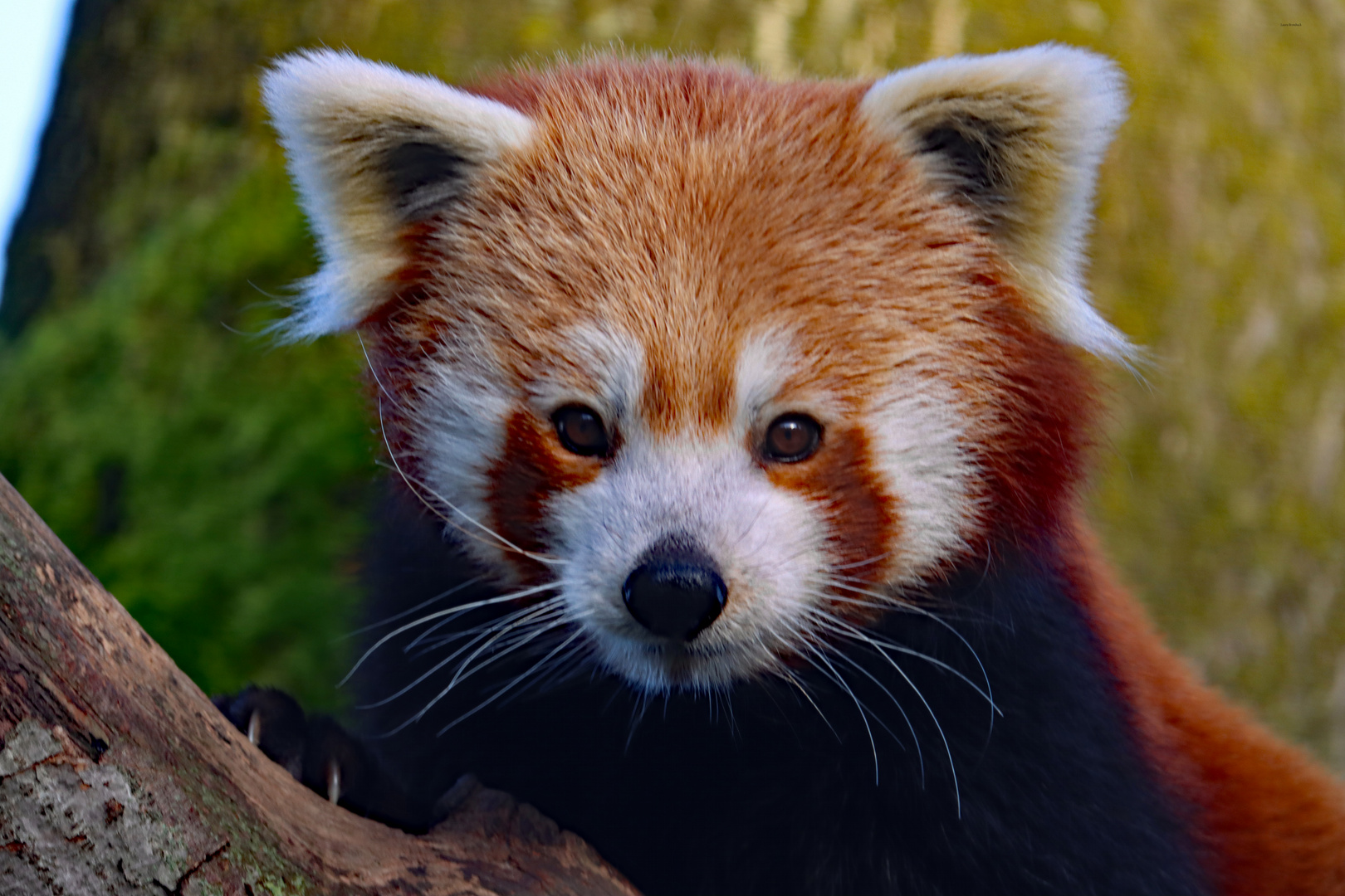 roter Pada Barney - Kölner Zoo 