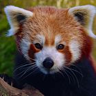 roter Pada Barney - Kölner Zoo 