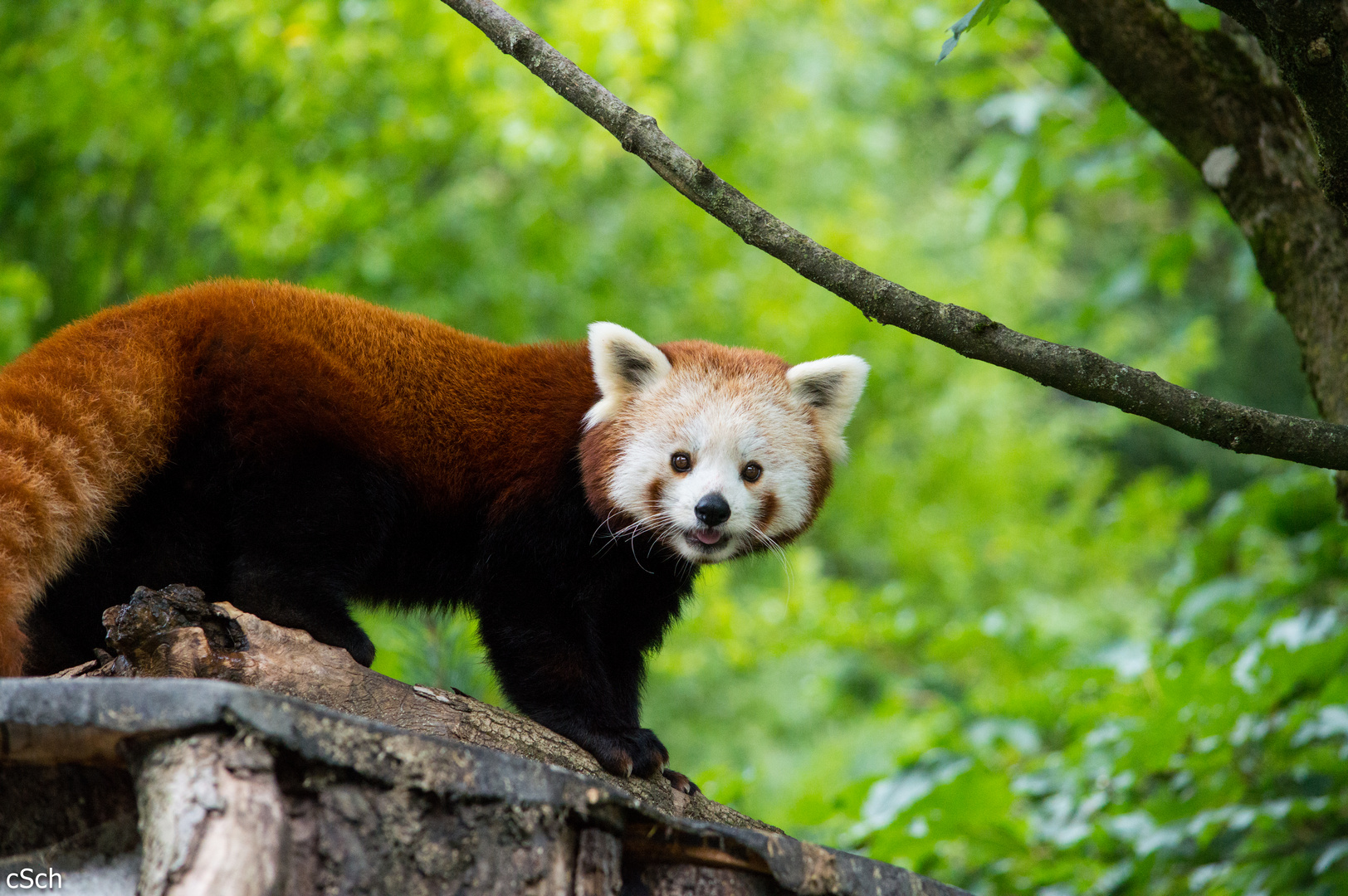 Roter Panda 