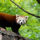 Roter Panda 