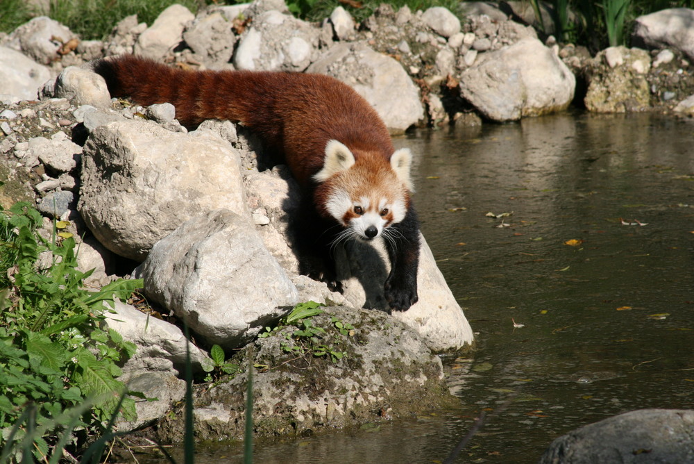 roter Panda