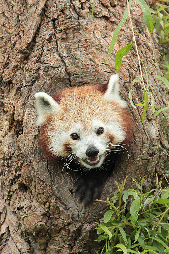 Roter Panda