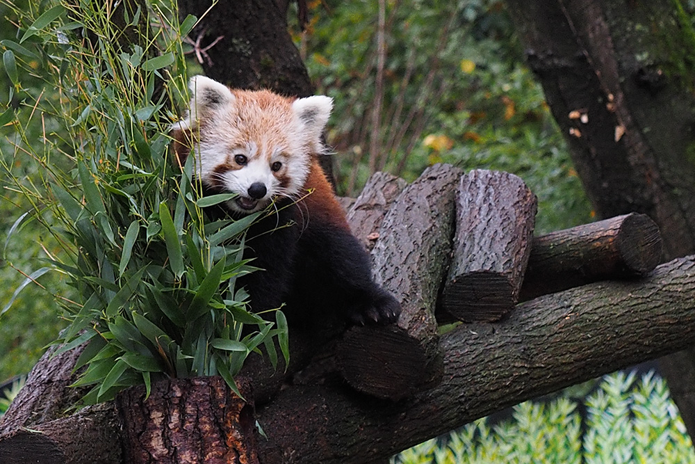 Roter Panda...