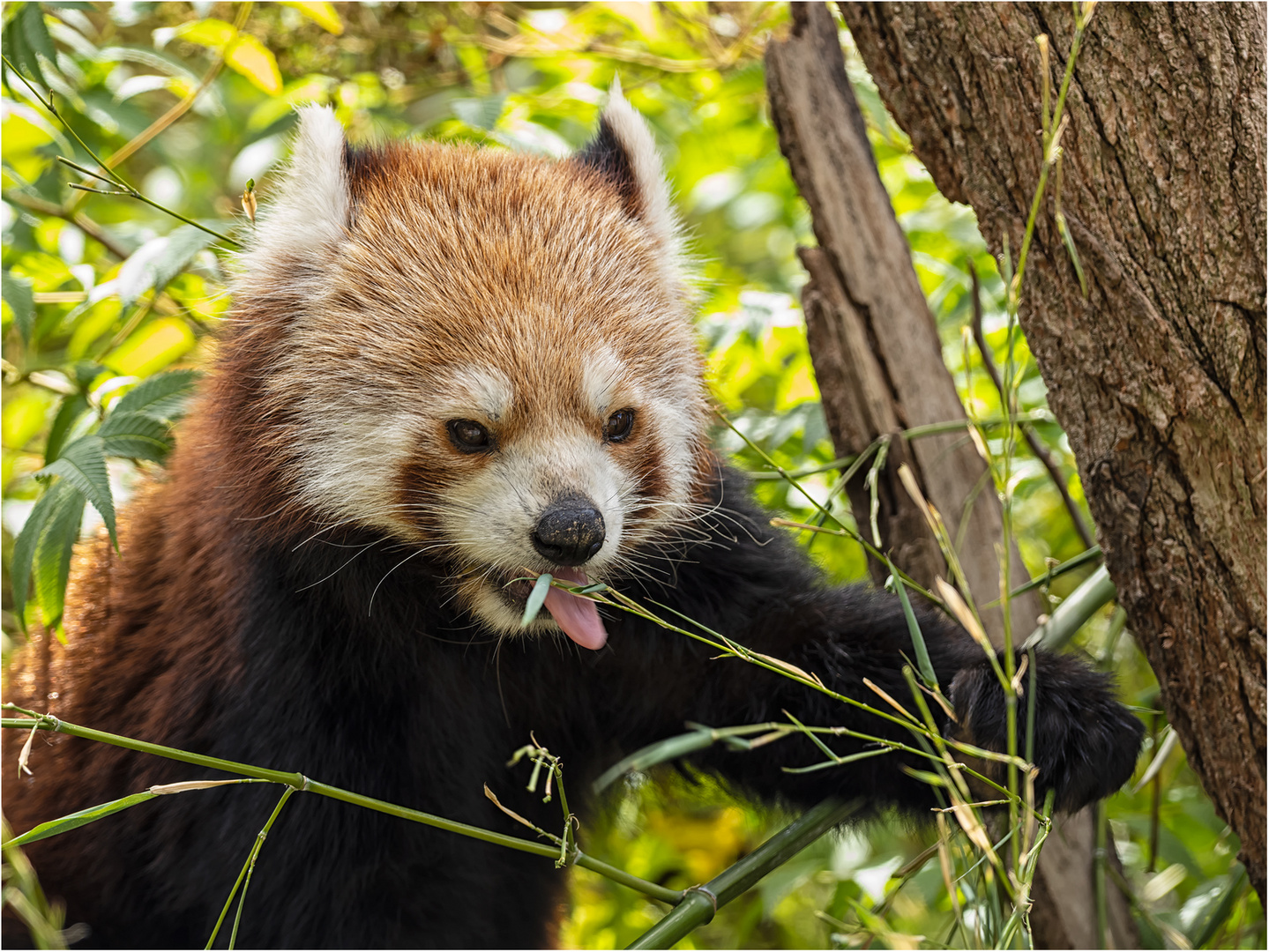 Roter Panda