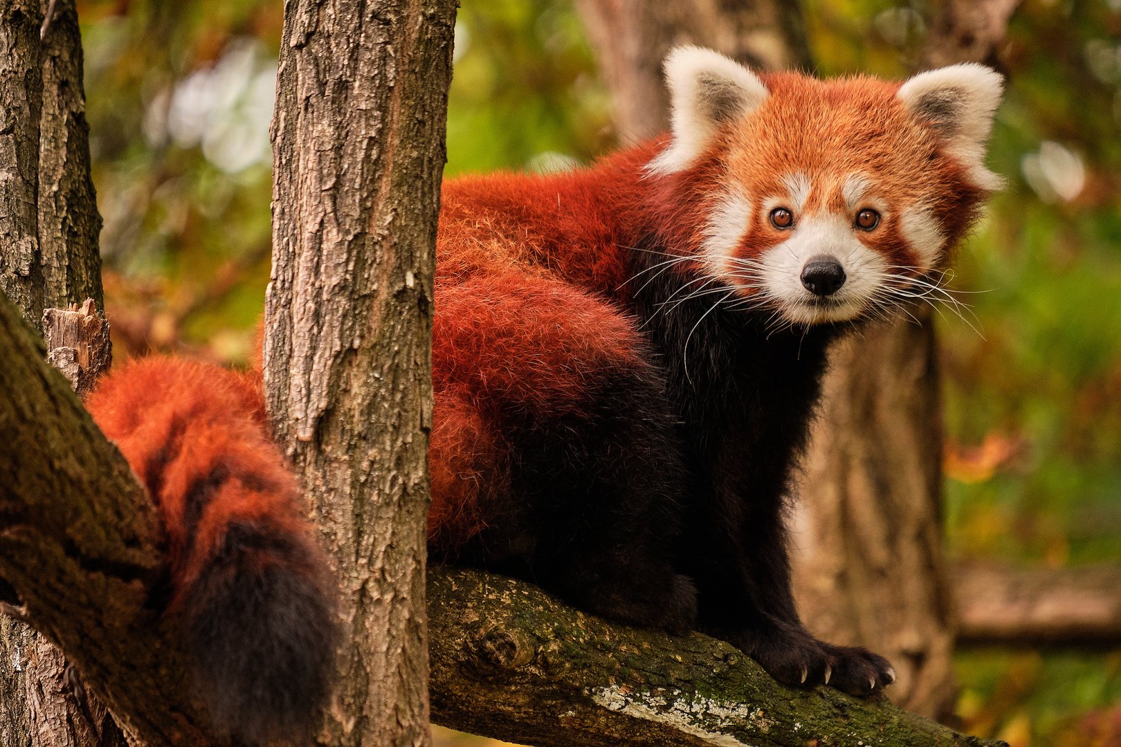 Roter Panda