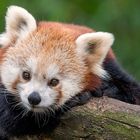 Roter Panda (1)