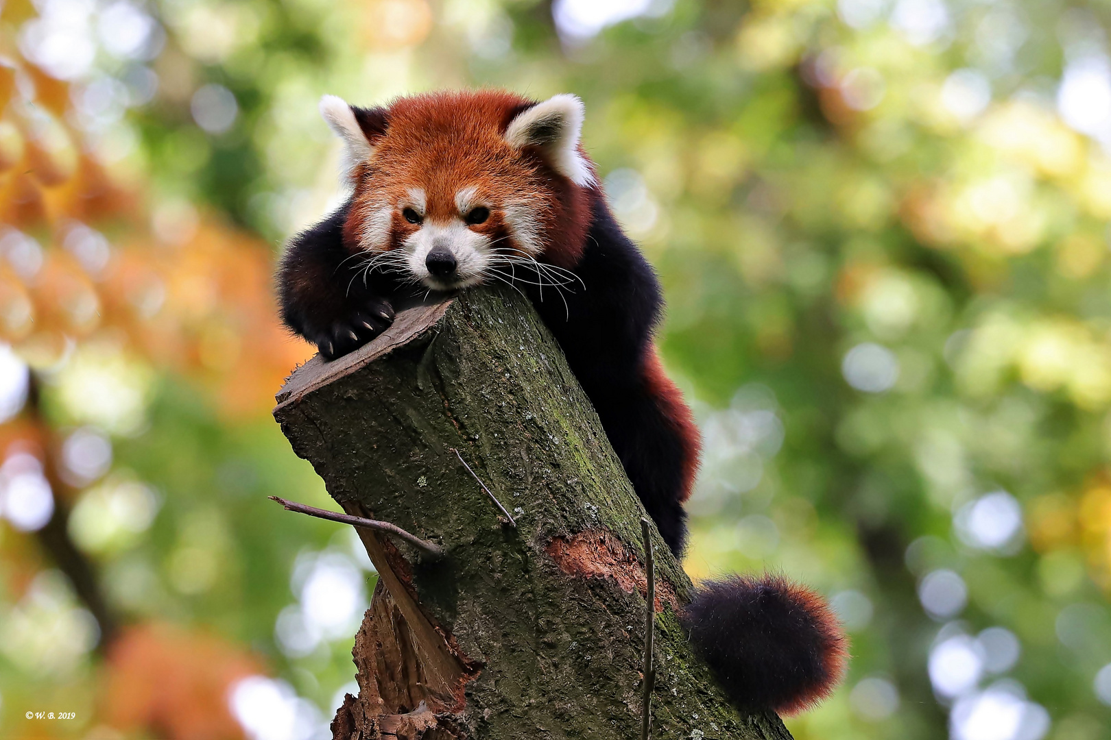 Roter Panda.