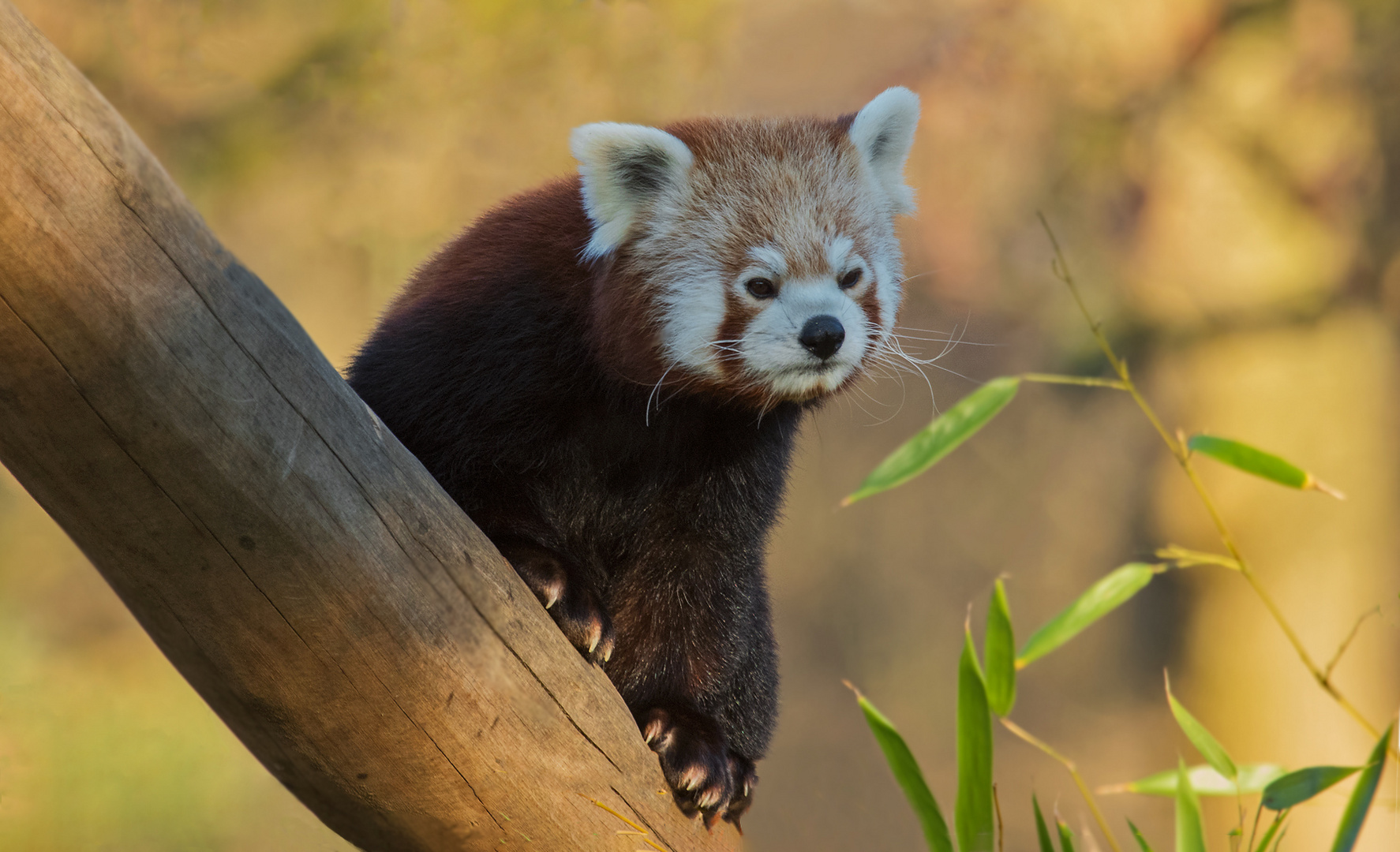 Roter Panda 