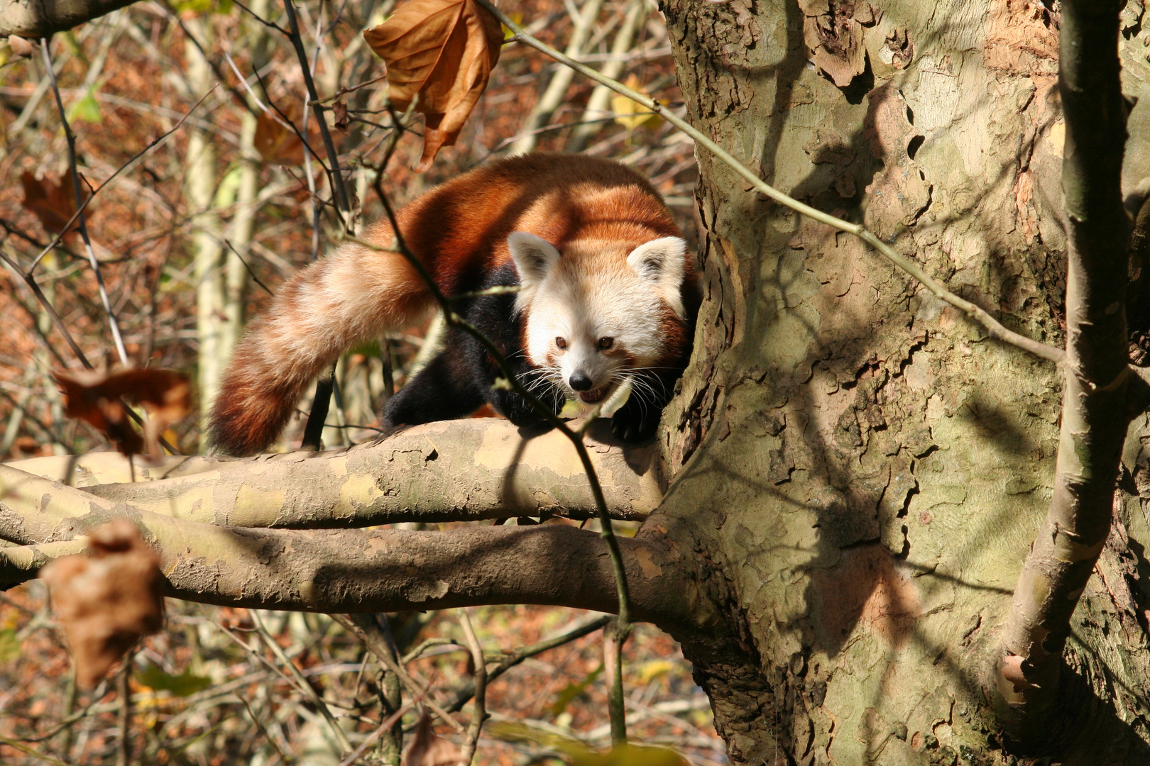 Roter Panda