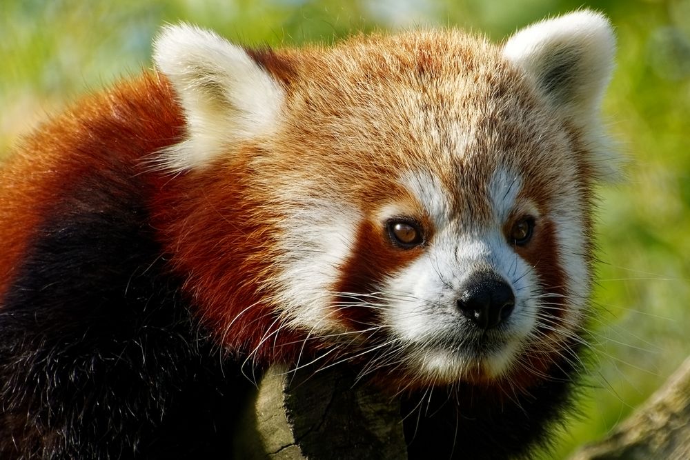 Roter Panda Foto &amp; Bild | tiere, zoo, wildpark &amp; falknerei, säugetiere ...