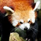 Roter Panda 2