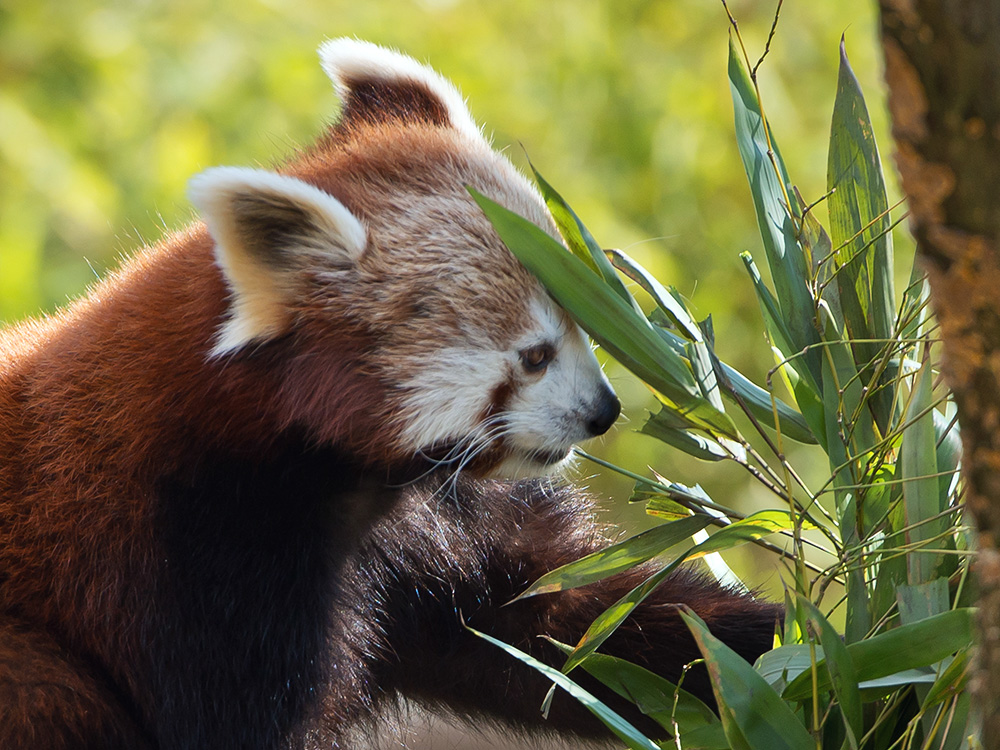 Roter Panda