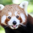 Roter Panda