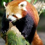 Roter Panda