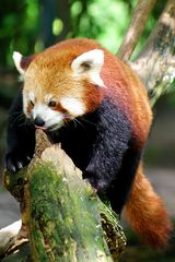 Roter Panda