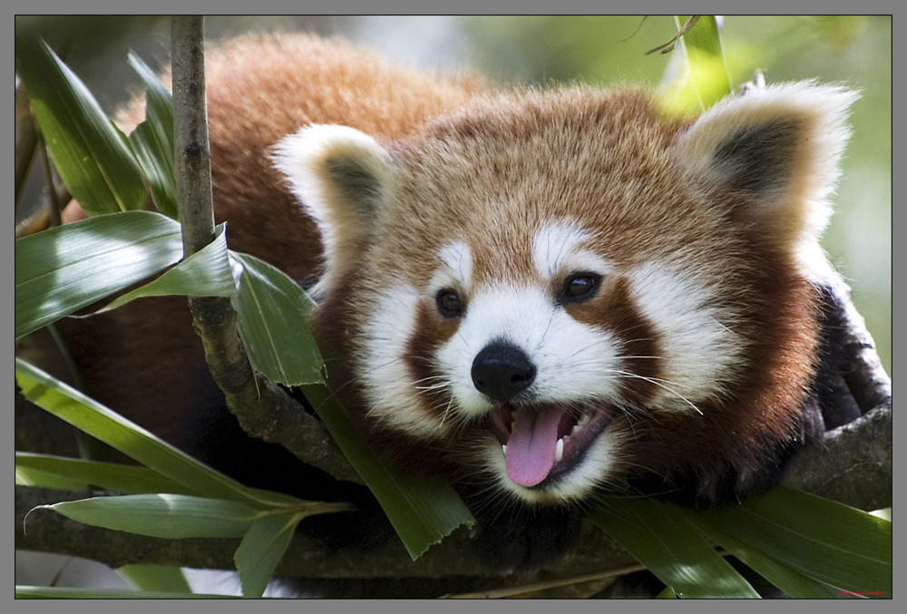 Roter Panda Foto & Bild | tiere, zoo, wildpark & falknerei, natur