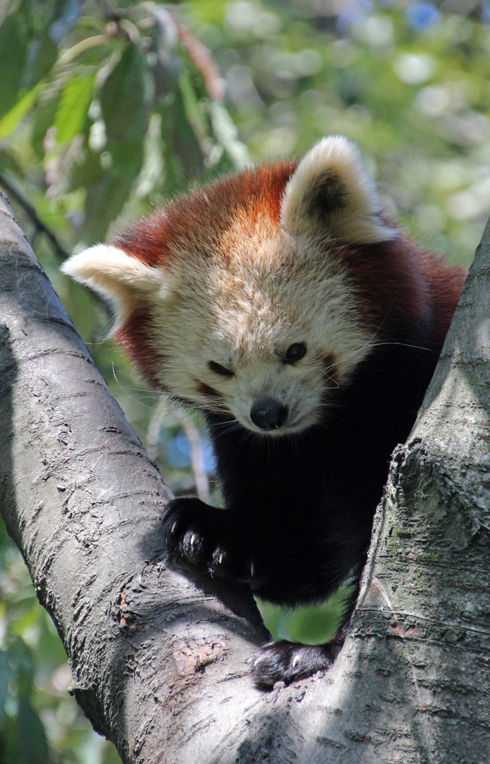 Roter Panda