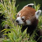 Roter Panda